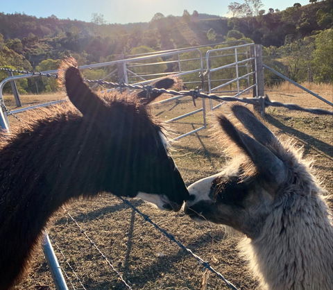 The Llama Farm - Holiday Jervis Bay 1