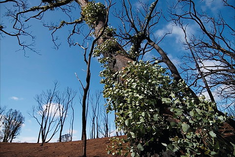 Brisbane Ranges National Park - Holiday Jervis Bay 1