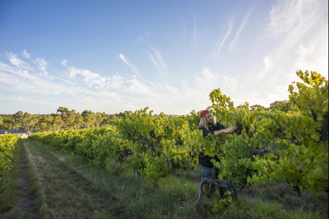 Mclaren Vale - Holiday Jervis Bay 0