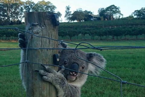 The Secret Vines Experience Port Macquarie - Holiday Jervis Bay 1