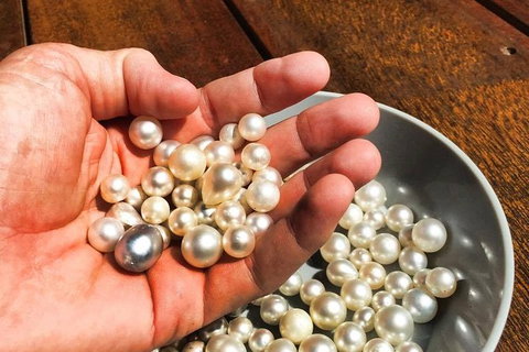 Australian Pearl Experience & Kangaroo Encounter Day Trip From Sydney - Holiday Jervis Bay 0