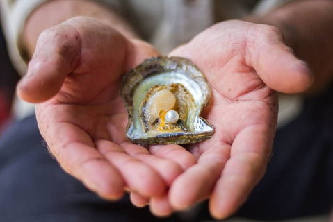 Australian Pearl Experience & Kangaroo Encounter Day Trip From Sydney - Holiday Jervis Bay 3