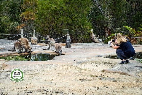 Australian Pearl Experience & Kangaroo Encounter Day Trip From Sydney - Holiday Jervis Bay 4