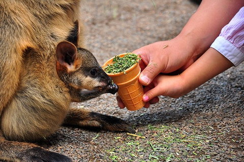 Blue Mountains Highlights & Wildlife Park - Holiday Jervis Bay 3