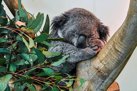 Blue Mountains Highlights & Wildlife Park - Holiday Jervis Bay 1