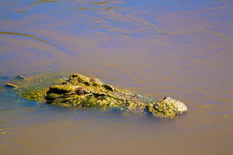 Jumping Crocs & Nature Adventure Cruise From Darwin - Holiday Jervis Bay 9