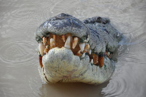 Jumping Crocodile Day Trip From Darwin - Holiday Jervis Bay 0