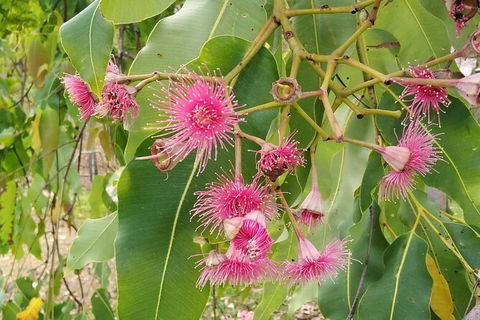 Full-Day Private Guided Tour To Litchfield National Park - Holiday Jervis Bay 5