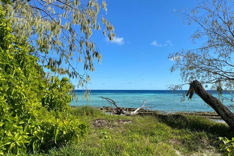 Lady Musgrave Day Trip From Bundaberg Including Snorkeling, Glass Bottom Tour And Guided Island Walk - Holiday Jervis Bay 6