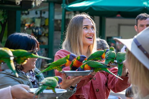 Currumbin Wildlife Sanctuary General Entry Ticket - Holiday Jervis Bay 15