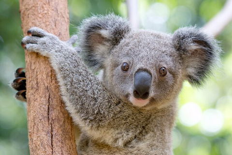 Currumbin Wildlife Sanctuary General Entry Ticket - Holiday Jervis Bay 17