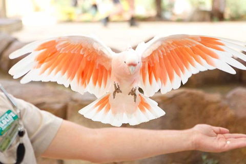 Currumbin Wildlife Sanctuary General Entry Ticket - Holiday Jervis Bay 18
