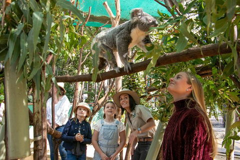 Currumbin Wildlife Sanctuary General Entry Ticket - Holiday Jervis Bay 14