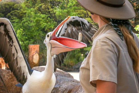 Currumbin Wildlife Sanctuary General Entry Ticket - Holiday Jervis Bay 19