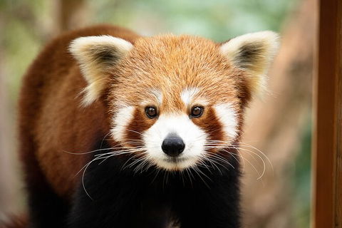 Currumbin Wildlife Sanctuary General Entry Ticket - Holiday Jervis Bay 3