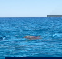 Noosa Wild Dolphin Safari - Holiday Jervis Bay