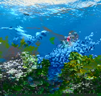 Full Day Snorkel In The Great Barrier Reef - Holiday Jervis Bay