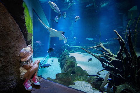 Cairns Aquarium Family Tickets - Holiday Jervis Bay 6