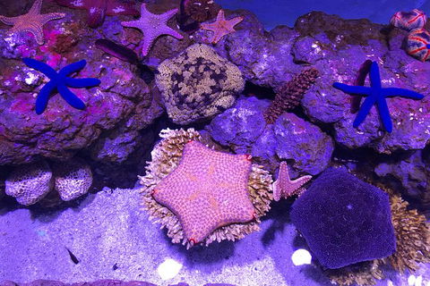 Cairns Aquarium Family Tickets - Holiday Jervis Bay 4