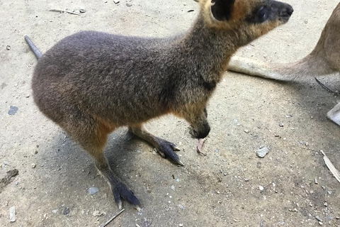 Cairns City Tour - Holiday Jervis Bay 1