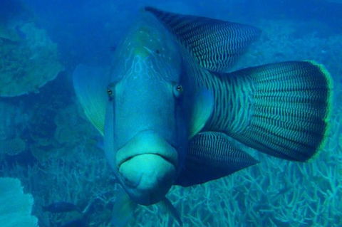 Great Barrier Reef Luxury Expedition Cruise Cabin Booking 7 Days 6 Night - Holiday Jervis Bay 3