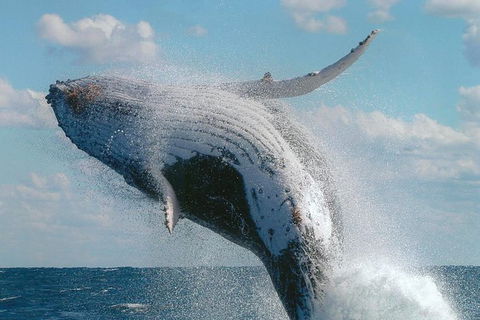 Great Barrier Reef Luxury Expedition Cruise Cabin Booking 7 Days 6 Night - Holiday Jervis Bay 7