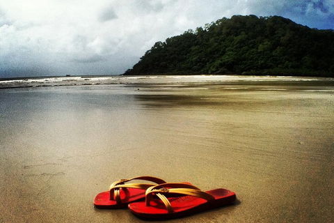 Daintree And Cape Tribulation Full Day Guided Tour - Holiday Jervis Bay 7