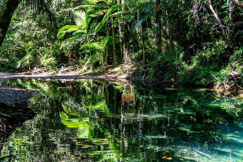 Daintree And Cape Tribulation Full Day Guided Tour - Holiday Jervis Bay 8