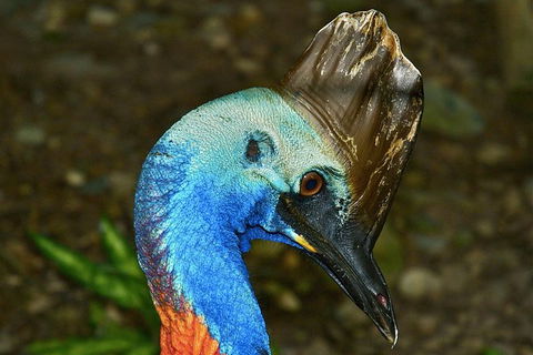Daintree And Cape Tribulation Full Day Guided Tour - Holiday Jervis Bay 3