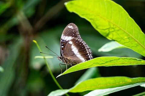 Daintree And Cape Tribulation Full Day Guided Tour - Holiday Jervis Bay 6