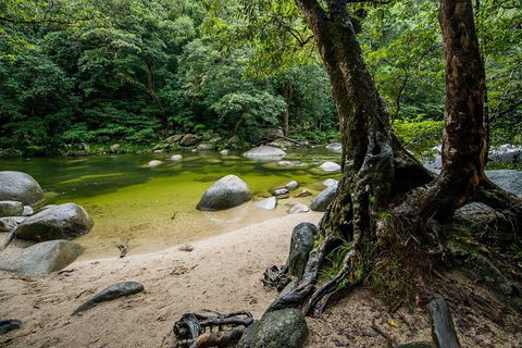 Daintree And Cape Tribulation Full Day Guided Tour - Holiday Jervis Bay 5