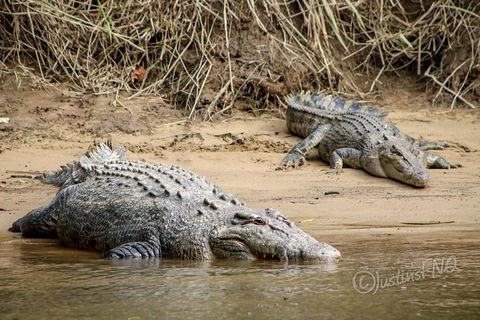 Daintree And Cape Tribulation Full Day Guided Tour - Holiday Jervis Bay 2