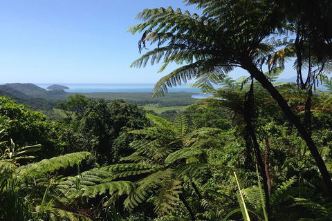 Daintree And Cape Tribulation Full Day Guided Tour - Holiday Jervis Bay 1