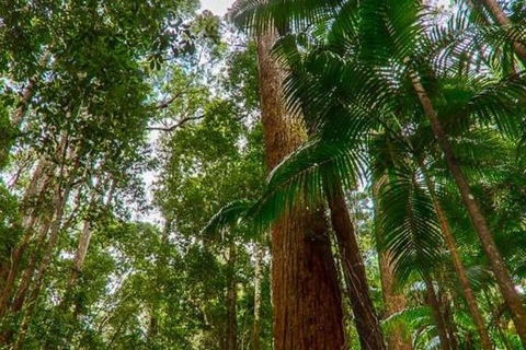 3-Day Fraser Island Hiking And 4WD Adventure From Hervey Bay - Holiday Jervis Bay 1