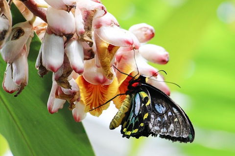 Australian Butterfly Sanctuary- Virtual Interactive Tour With Private Guide - Holiday Jervis Bay 7