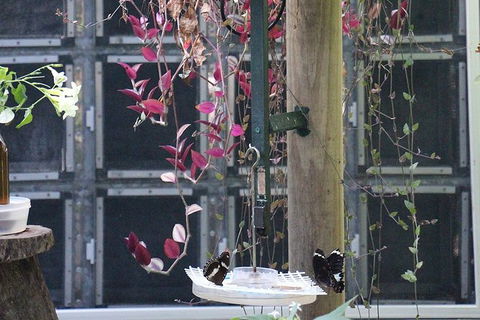 Australian Butterfly Sanctuary- Virtual Interactive Tour With Private Guide - Holiday Jervis Bay 6