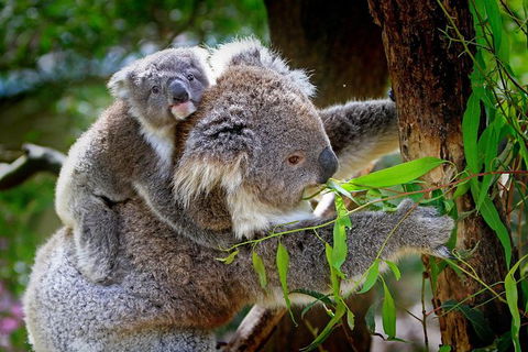LGBT+ Friendly 9-Hour Great Ocean Road Private Tour - Holiday Jervis Bay 3