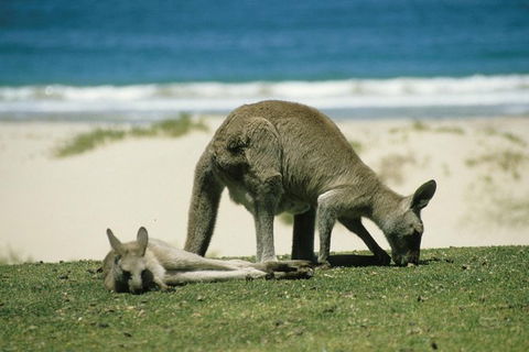 LGBT+ Friendly 12-Hour Great Ocean Road Private Tour - Holiday Jervis Bay 3