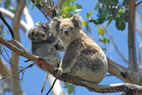 LGBT+ Friendly 12-Hour Great Ocean Road Private Tour - Holiday Jervis Bay 8
