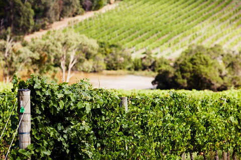 Mornington Peninsula 2-6 Guests With Lunch And Art Walk At Pt Leo Estate - Holiday Jervis Bay 5