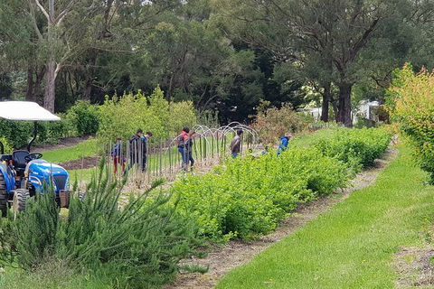 Yarra Valley Wineries And Rayners Orchard Tour From Melbourne - Holiday Jervis Bay 3