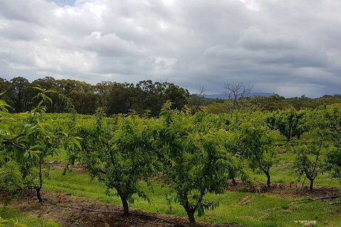 Day Tour Of Yarra Valley Puffing Billy And Rayners Orchard - Holiday Jervis Bay 42