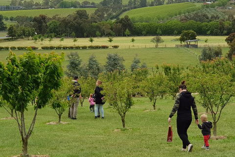 Day Tour Of Yarra Valley Puffing Billy And Rayners Orchard - Holiday Jervis Bay 36