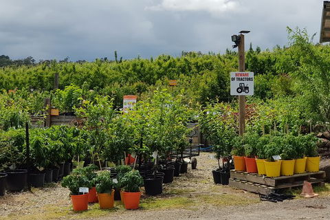 Day Tour Of Yarra Valley Puffing Billy And Rayners Orchard - Holiday Jervis Bay 46