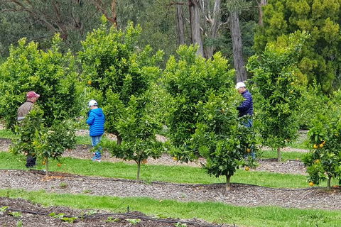 Day Tour Of Yarra Valley Puffing Billy And Rayners Orchard - Holiday Jervis Bay 1