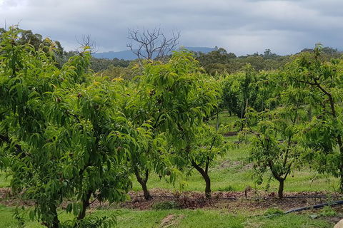 Day Tour Of Yarra Valley Puffing Billy And Rayners Orchard - Holiday Jervis Bay 41