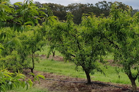 Day Tour Of Yarra Valley Puffing Billy And Rayners Orchard - Holiday Jervis Bay 49