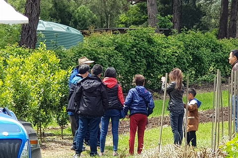 Day Tour Of Yarra Valley Puffing Billy And Rayners Orchard - Holiday Jervis Bay 16