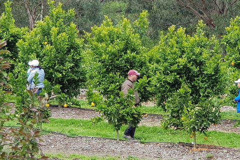 Day Tour Of Yarra Valley Puffing Billy And Rayners Orchard - Holiday Jervis Bay 34