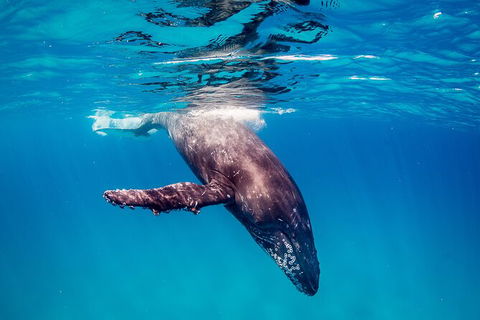 Life On Ningaloo Swimming Tour In Exmouth - Holiday Jervis Bay 5